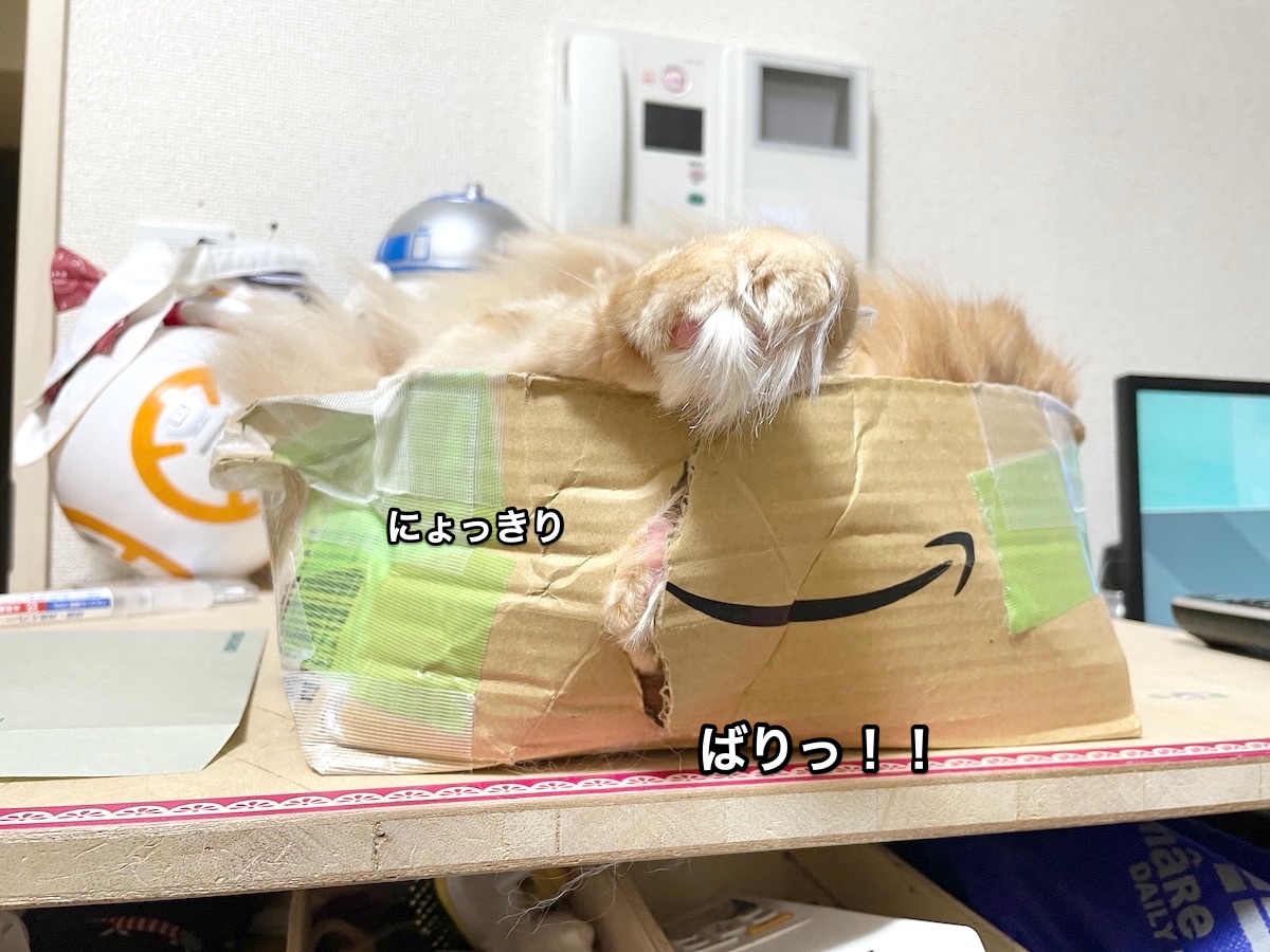 f:id:chikojirou:20201204205150j:plain