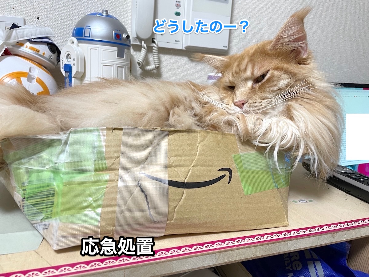 f:id:chikojirou:20201204205153j:plain