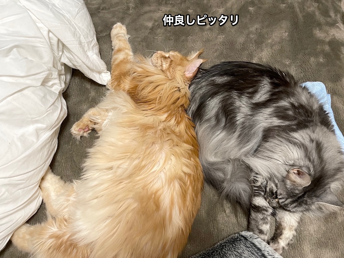 f:id:chikojirou:20201205221312j:plain