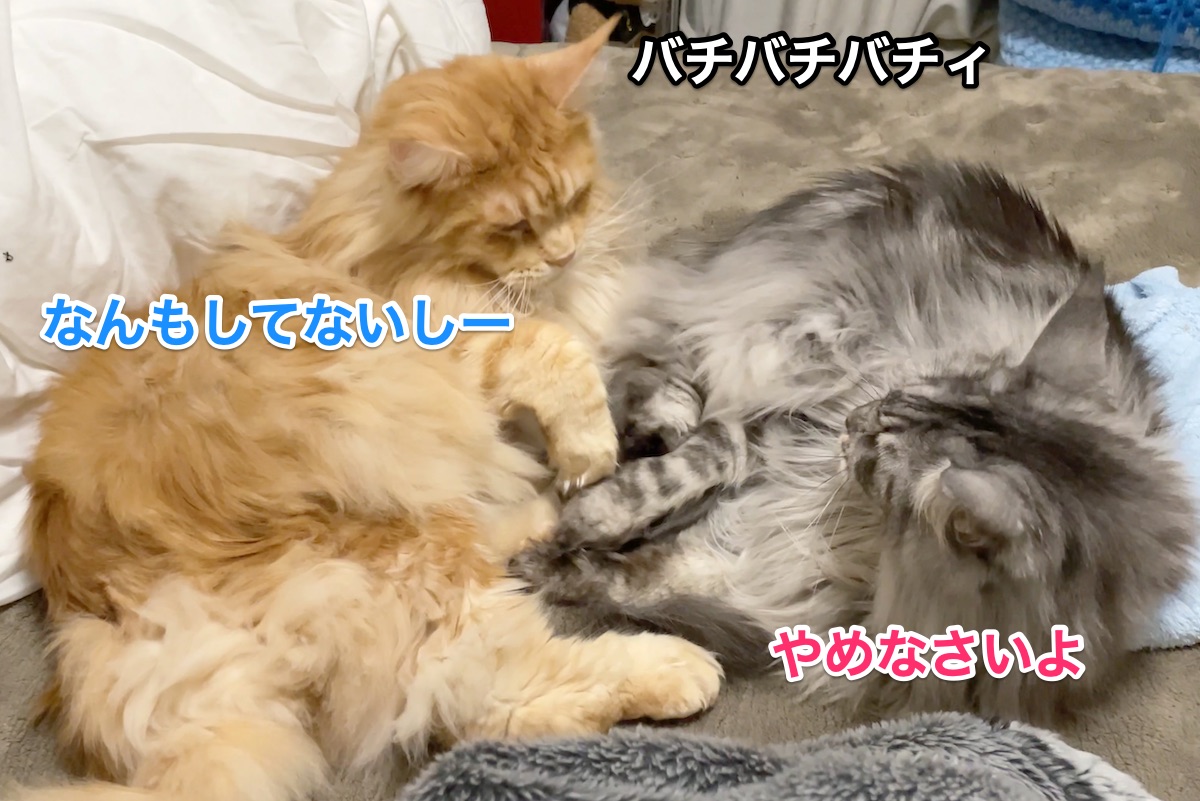 f:id:chikojirou:20201205221316j:plain