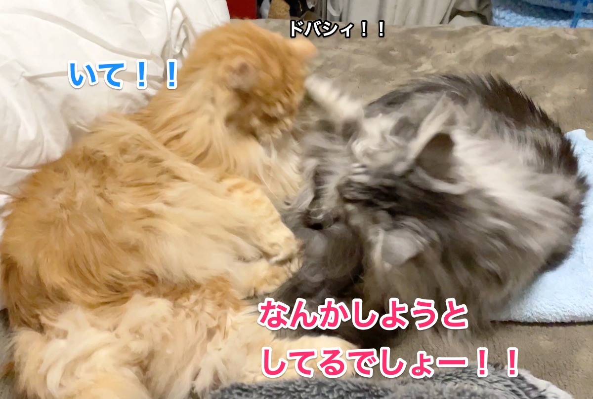 f:id:chikojirou:20201205221319j:plain