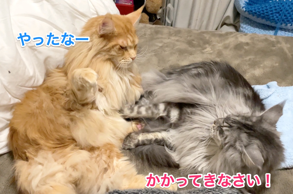 f:id:chikojirou:20201205221322j:plain