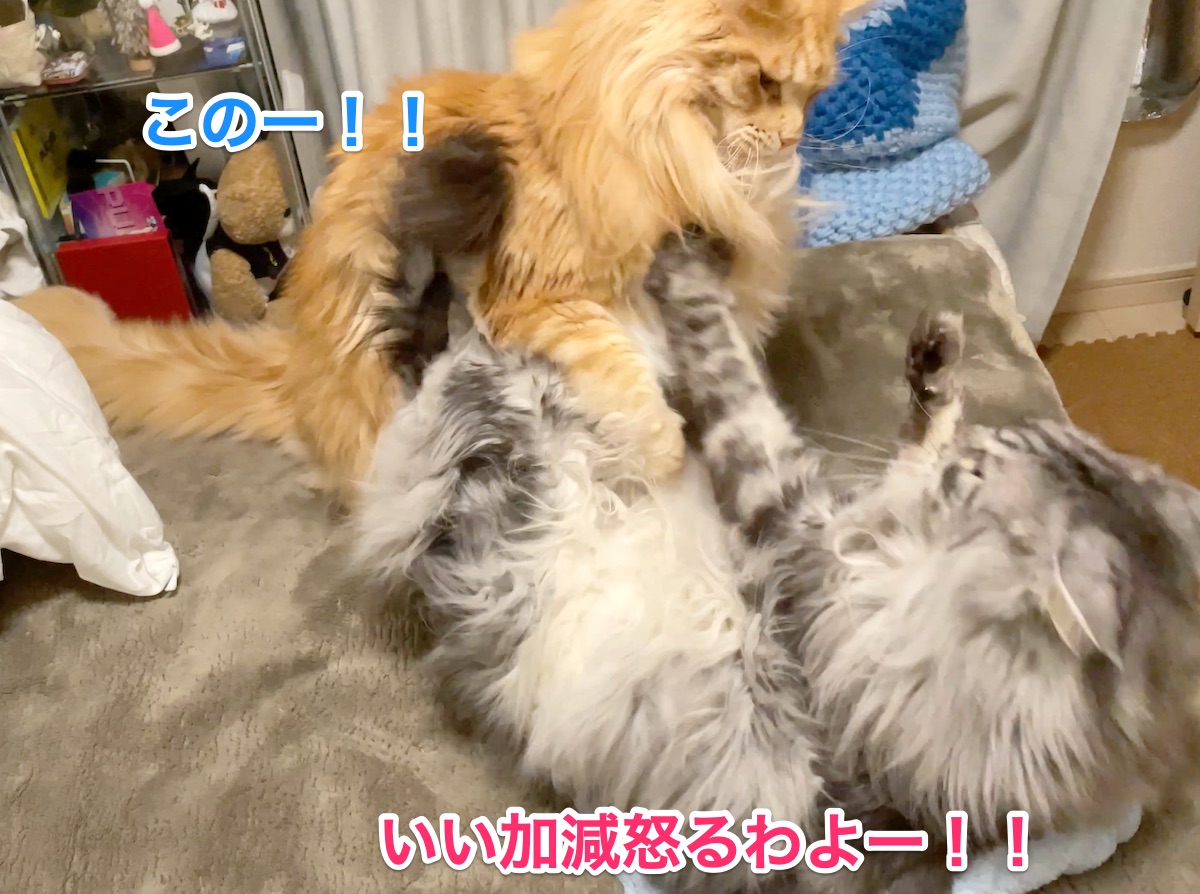 f:id:chikojirou:20201205221325j:plain
