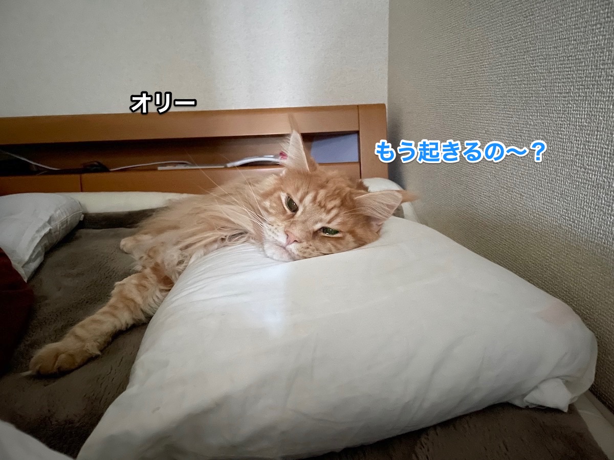 f:id:chikojirou:20201206213605j:plain