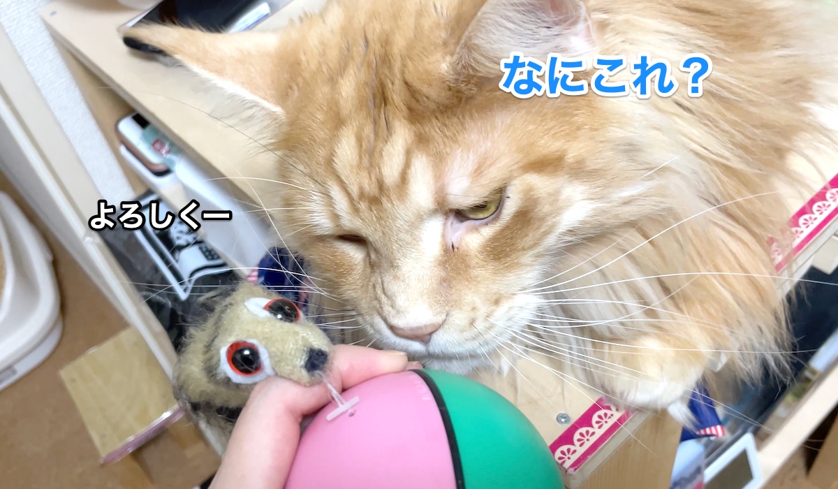 f:id:chikojirou:20201206213634j:plain