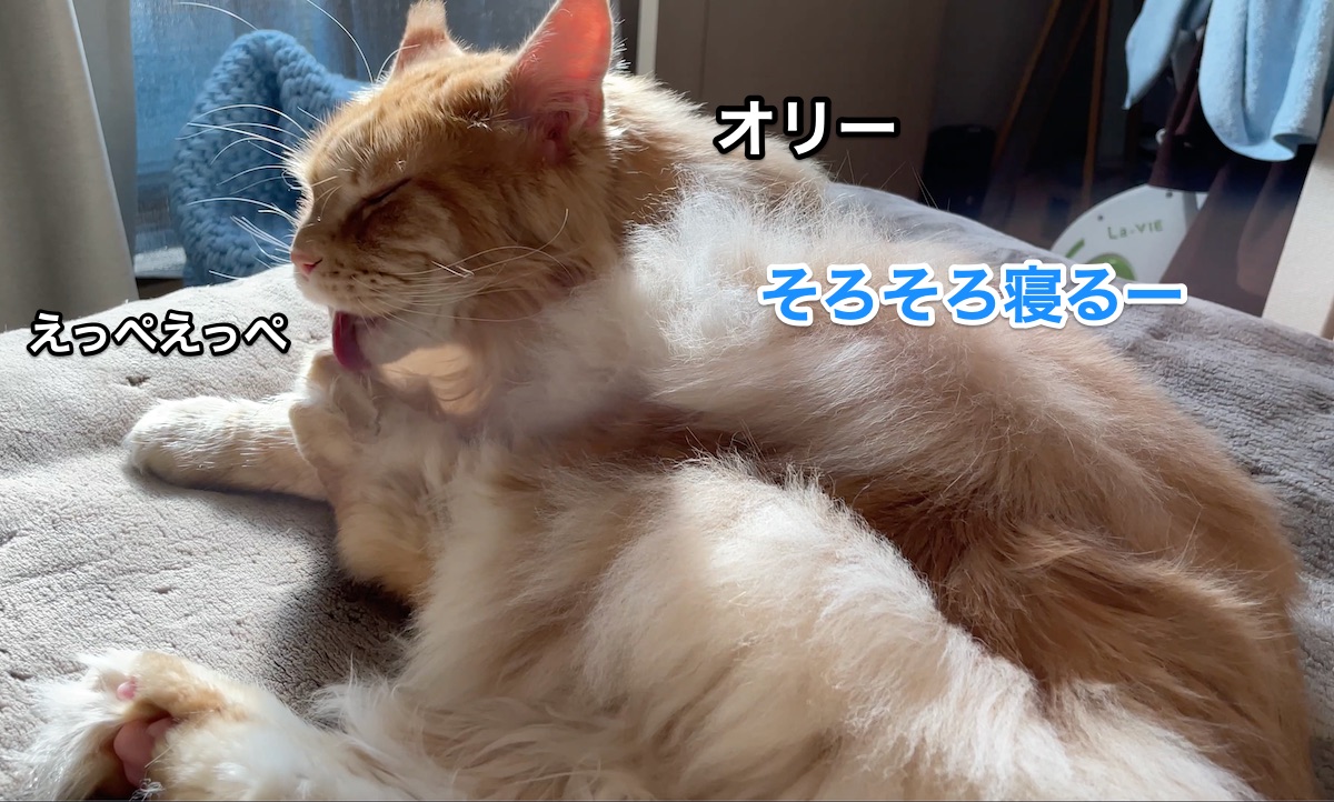 f:id:chikojirou:20201207210316j:plain