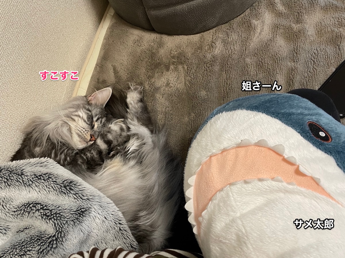 天使の寝顔とモモ毛ぼふっ メインクーンのオリーとレムち