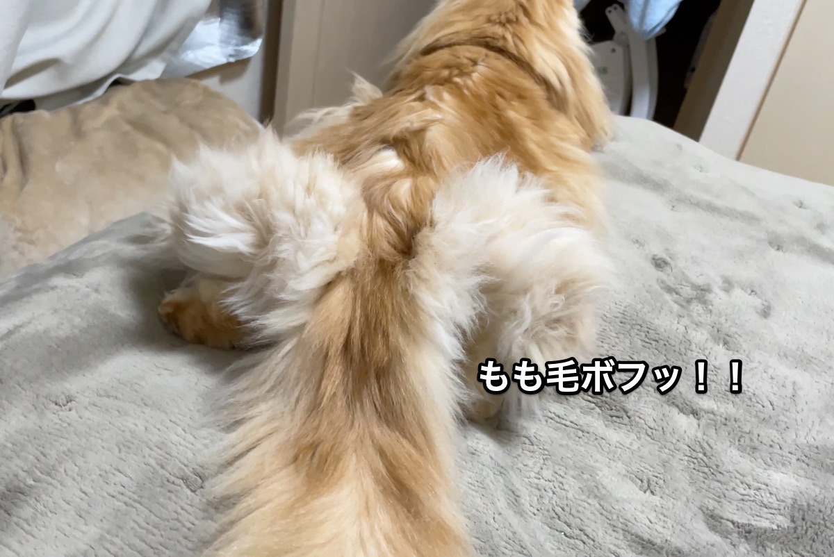 f:id:chikojirou:20201207210327j:plain