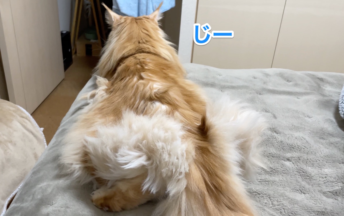 f:id:chikojirou:20201207210329j:plain