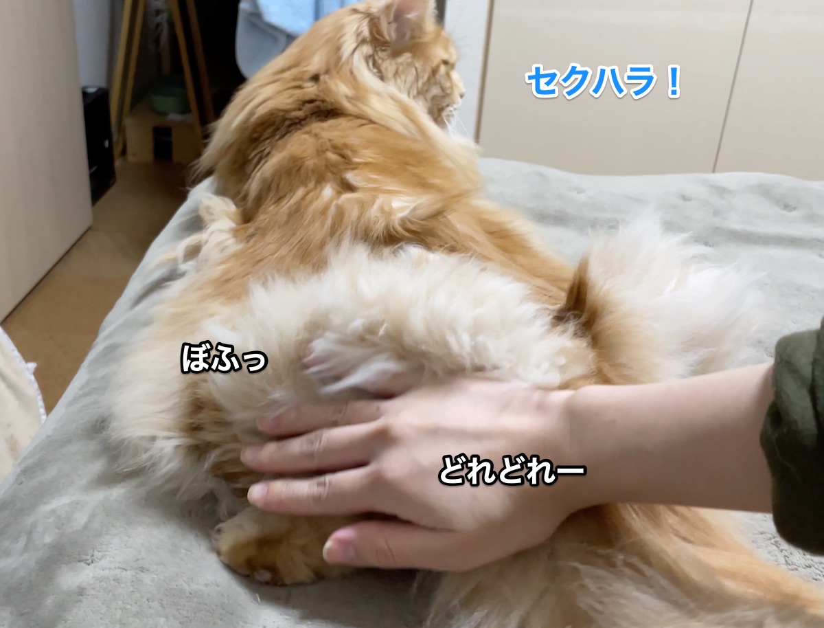 f:id:chikojirou:20201207210333j:plain