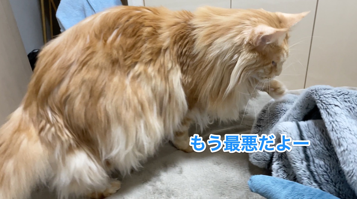 f:id:chikojirou:20201207210336j:plain