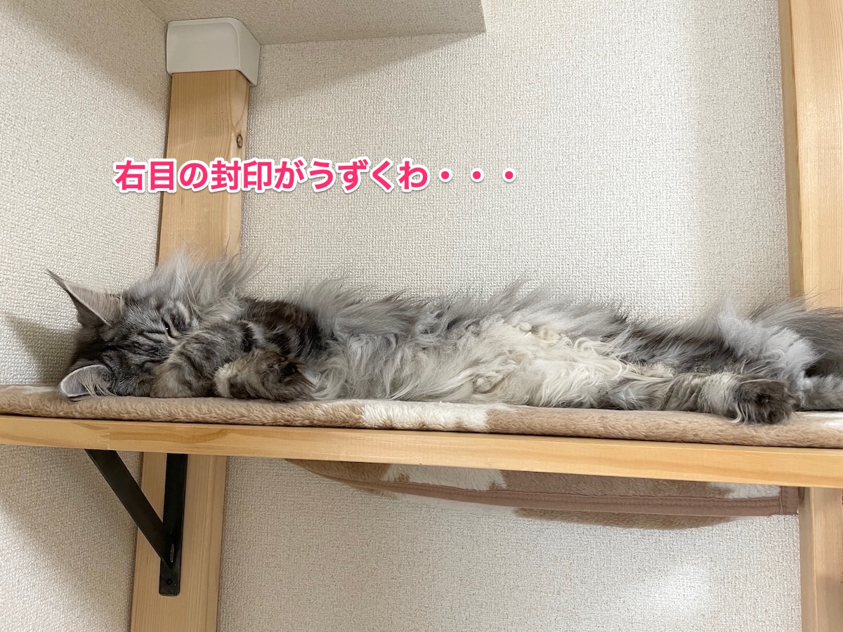 f:id:chikojirou:20201208213102j:plain