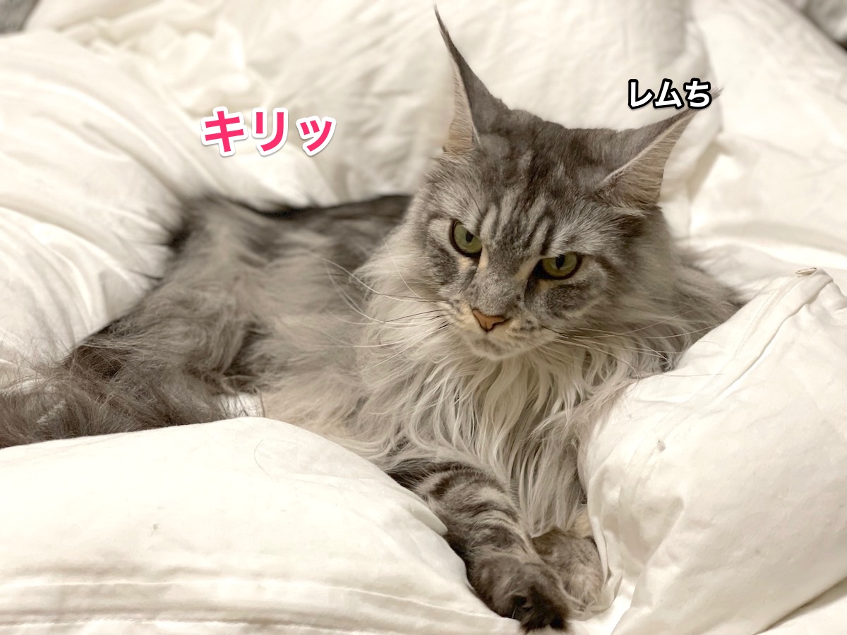 f:id:chikojirou:20201209215426j:plain