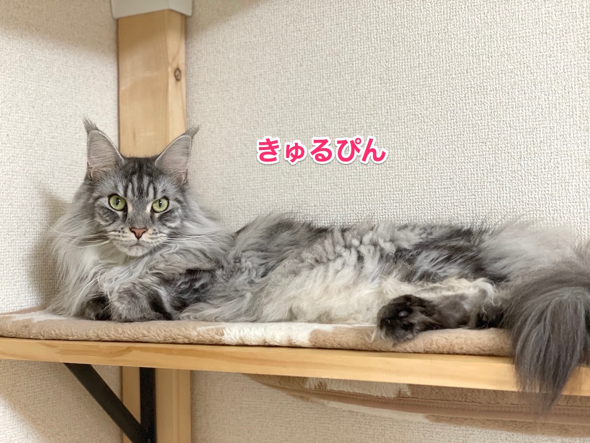 今朝のオリレムとトレンド入り メインクーンのオリーとレムち