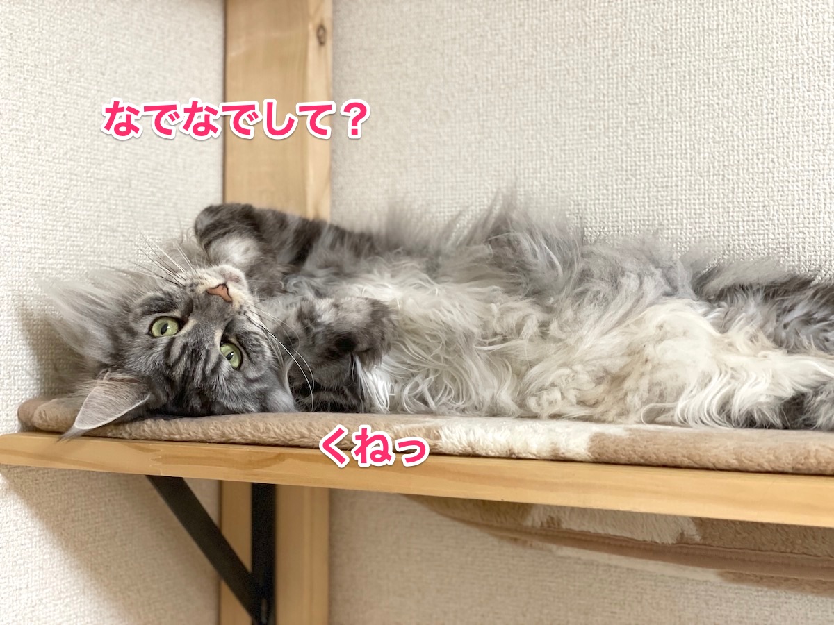 f:id:chikojirou:20201209215433j:plain