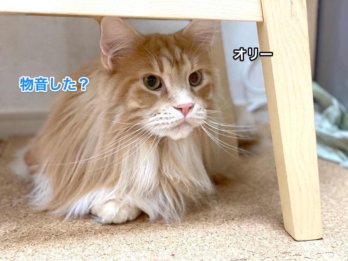 f:id:chikojirou:20201209215436j:plain