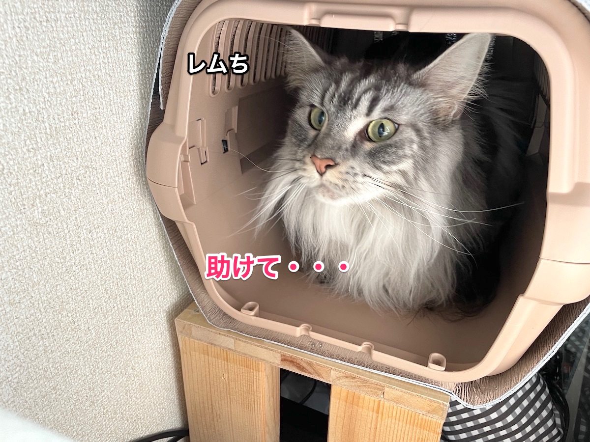 f:id:chikojirou:20201211220013j:plain