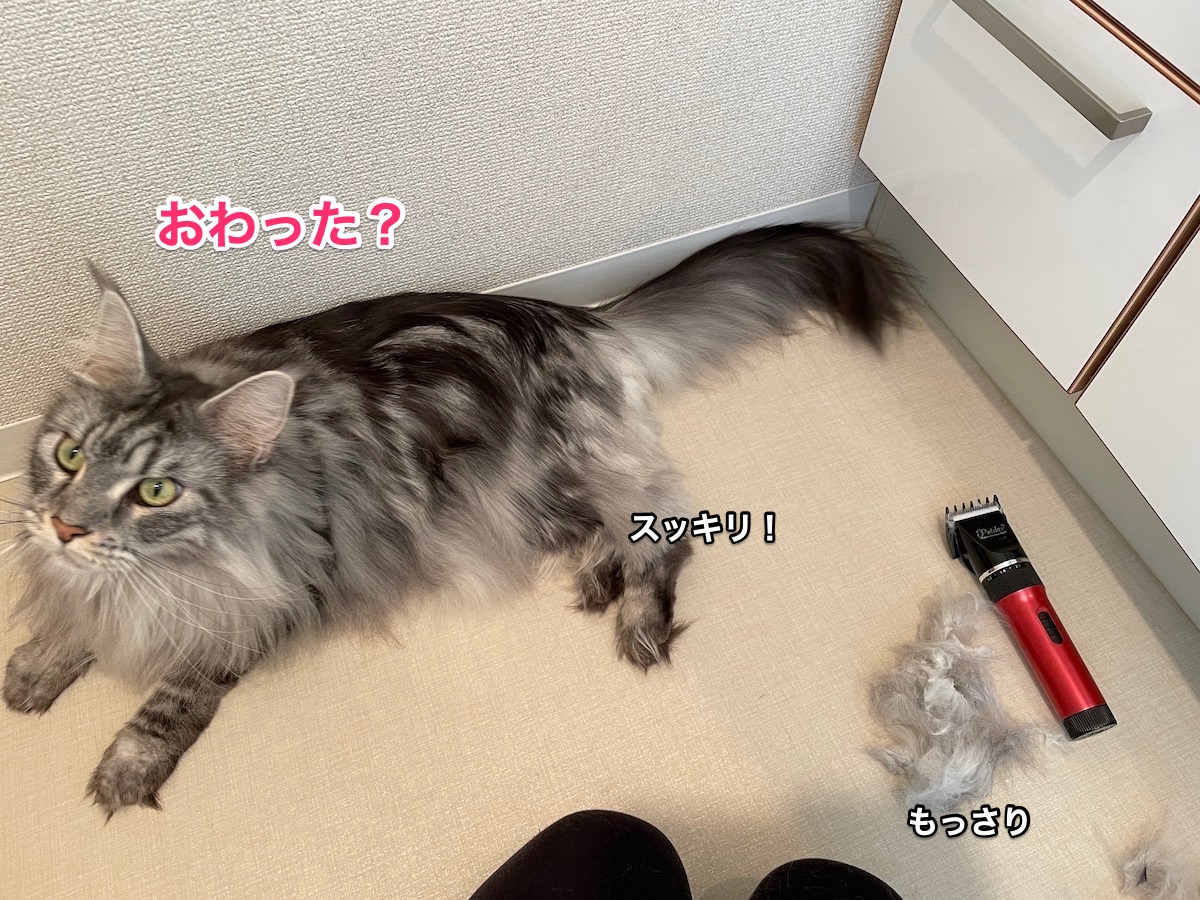 f:id:chikojirou:20201211220032j:plain