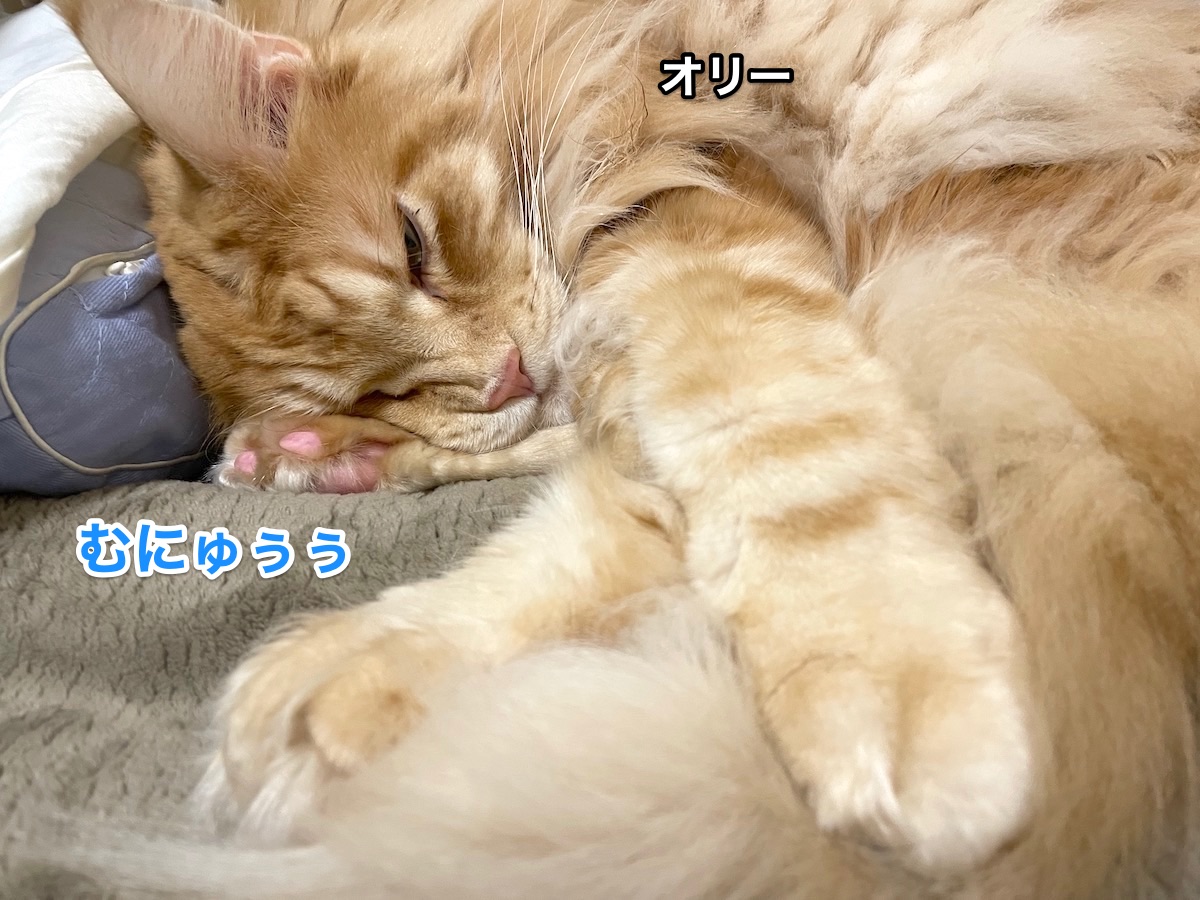 f:id:chikojirou:20201213212110j:plain