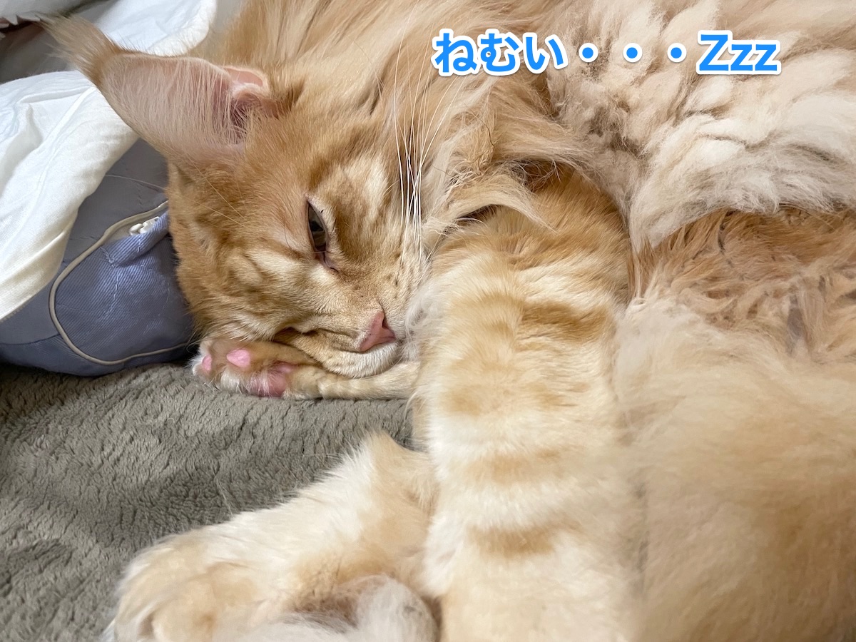 f:id:chikojirou:20201213212115j:plain