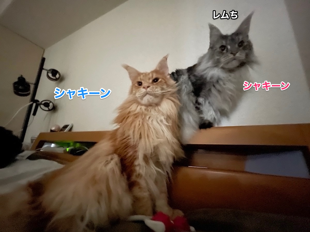 f:id:chikojirou:20201213212119j:plain