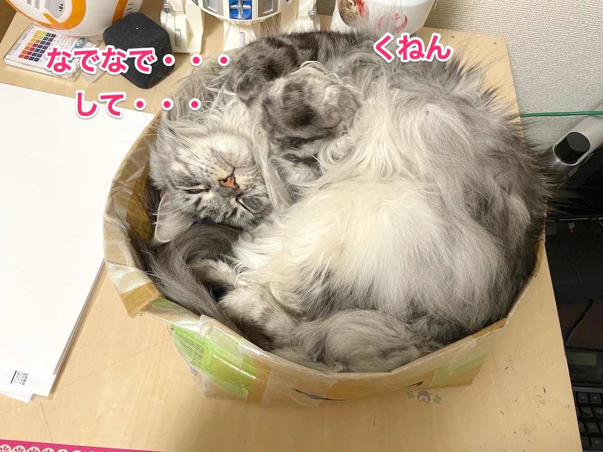 f:id:chikojirou:20201216211631j:plain