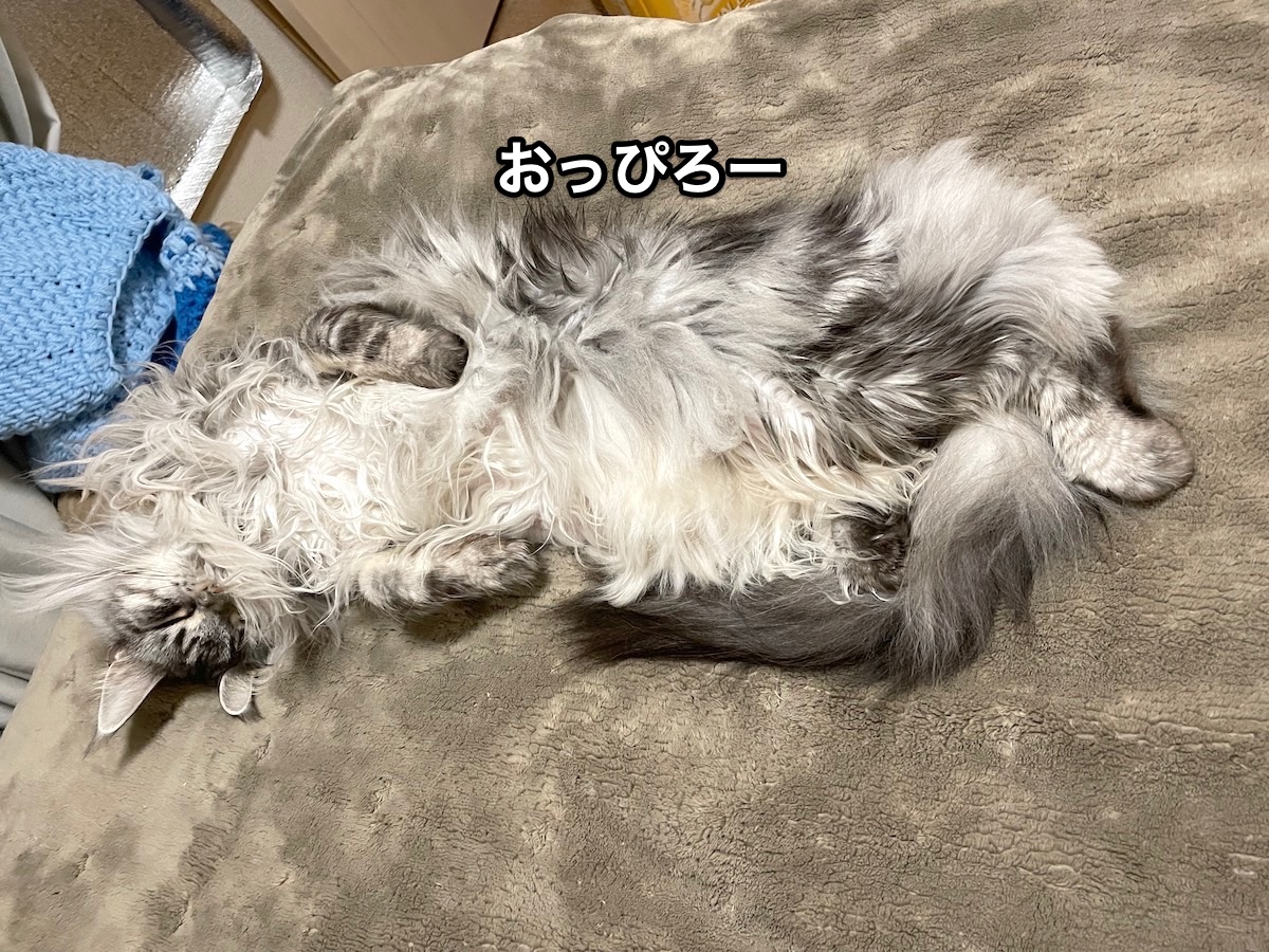 f:id:chikojirou:20201216211647j:plain