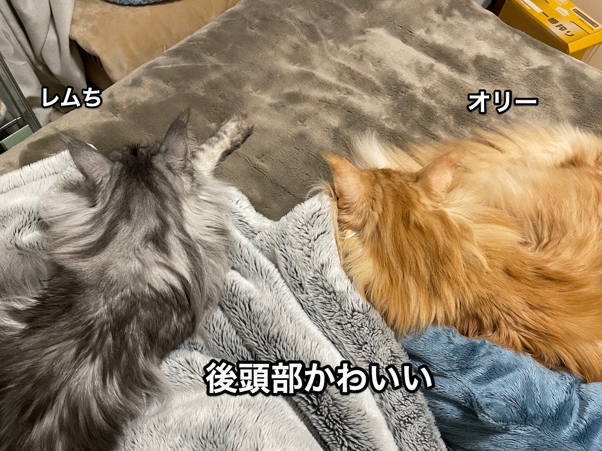 f:id:chikojirou:20201218213254j:plain