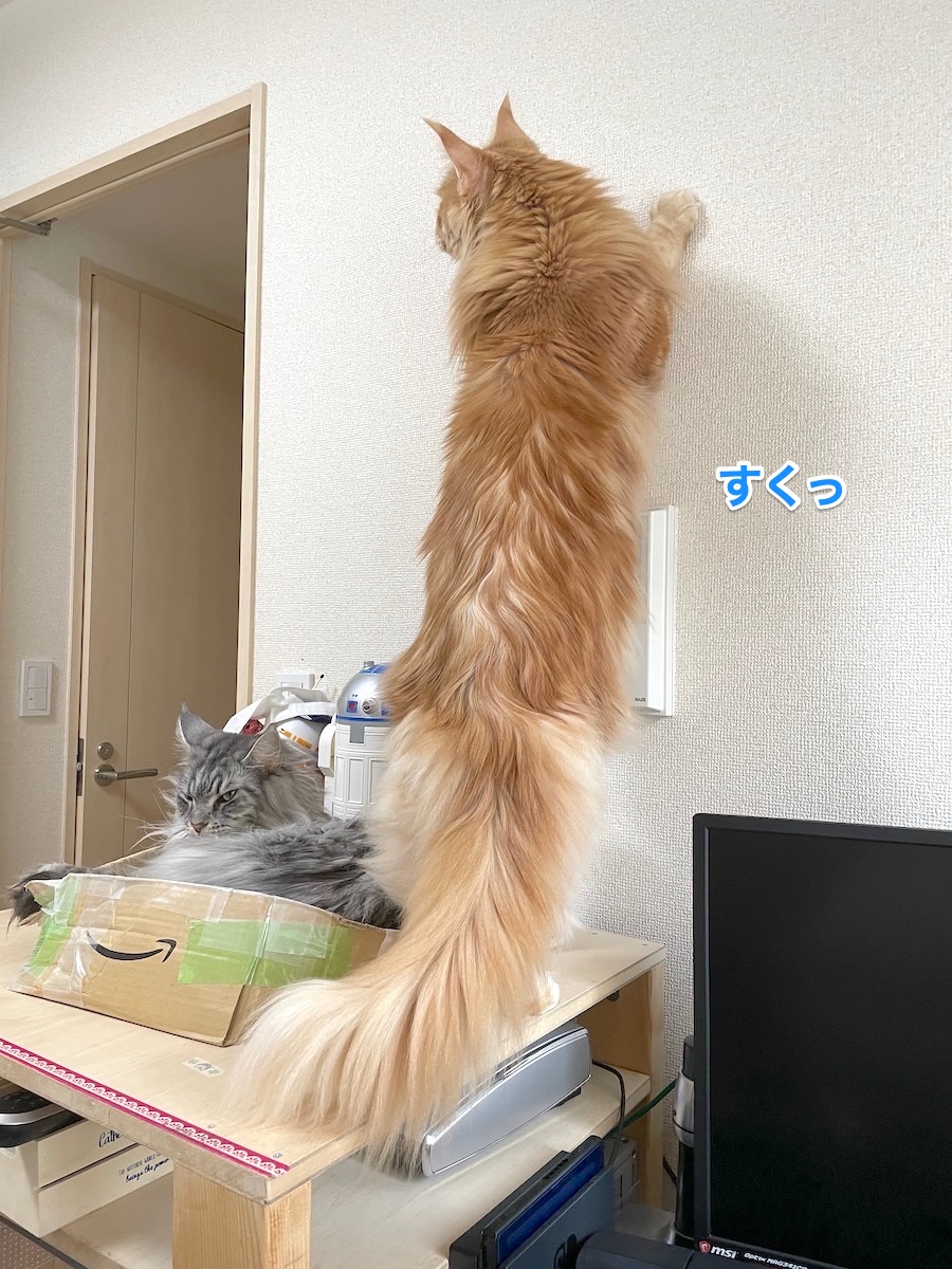 f:id:chikojirou:20201218213305j:plain