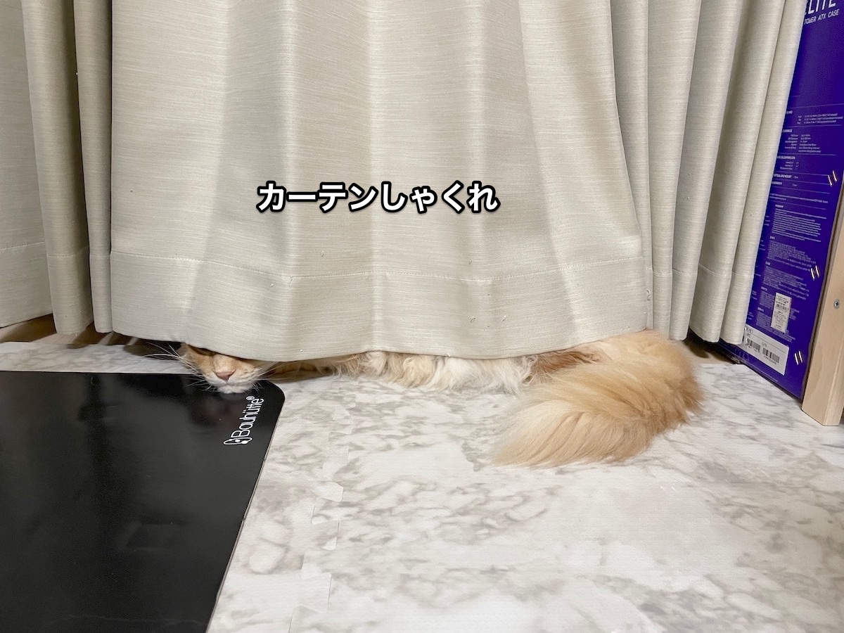f:id:chikojirou:20201218213308j:plain