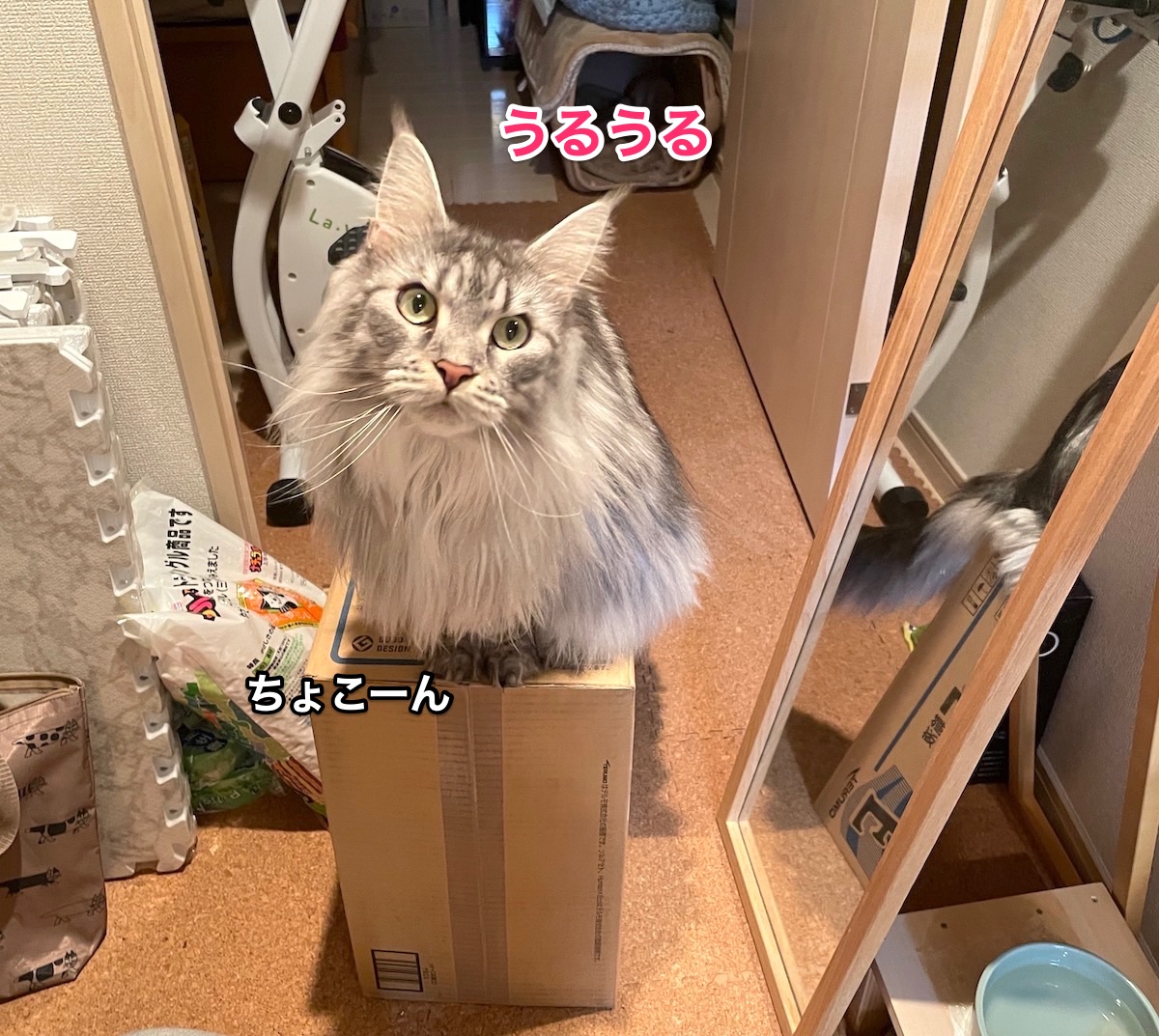 f:id:chikojirou:20201218213316j:plain