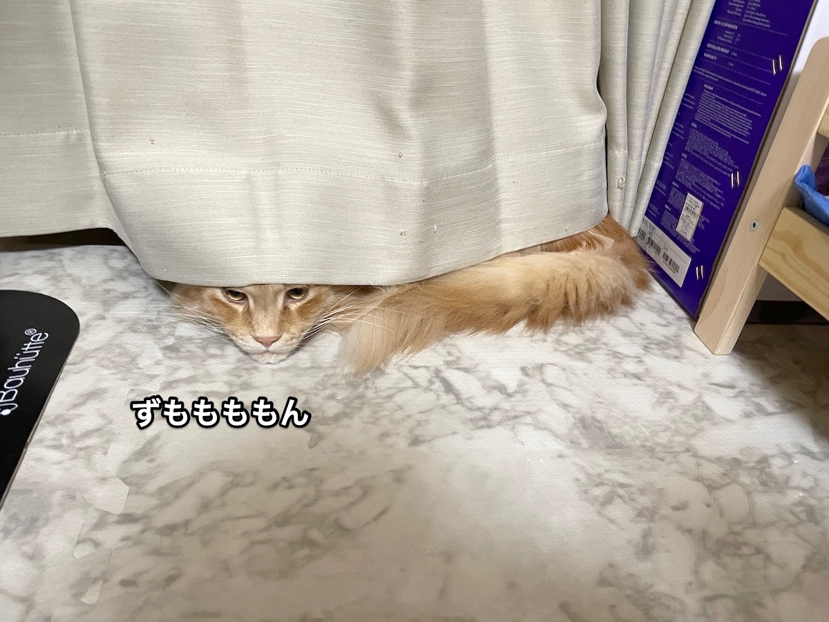 f:id:chikojirou:20201218213324j:plain