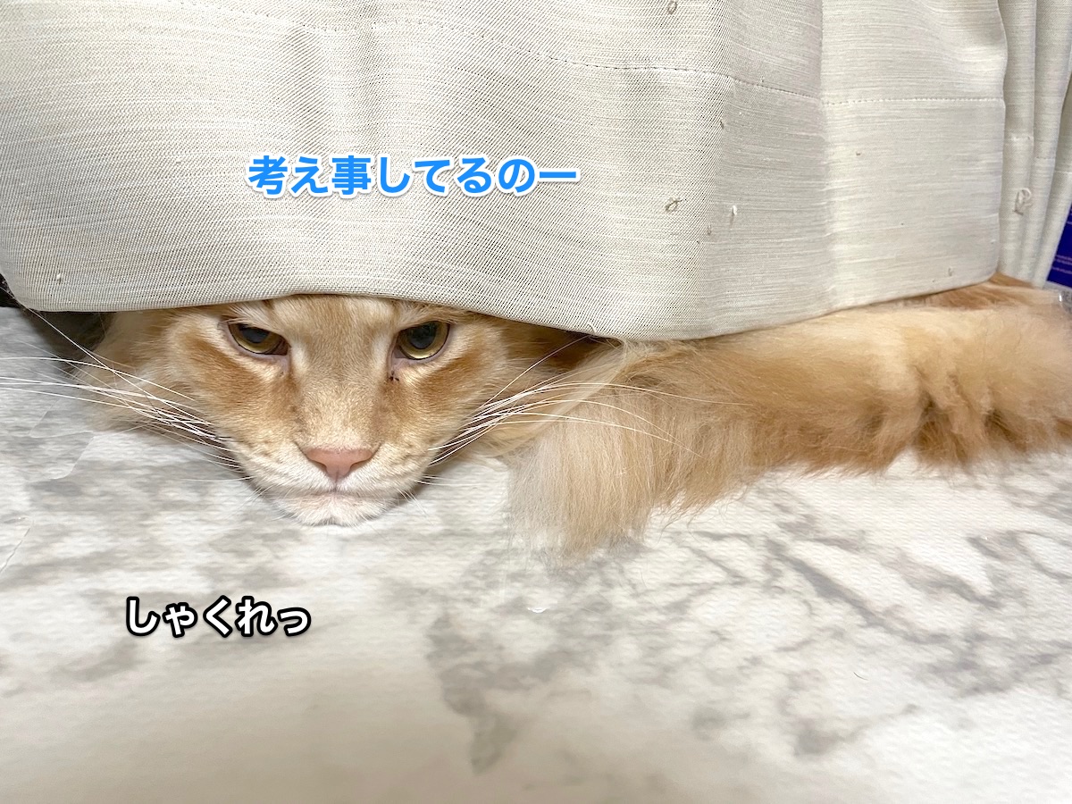 f:id:chikojirou:20201218213330j:plain