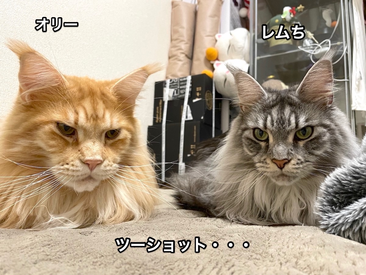 f:id:chikojirou:20201220211848j:plain