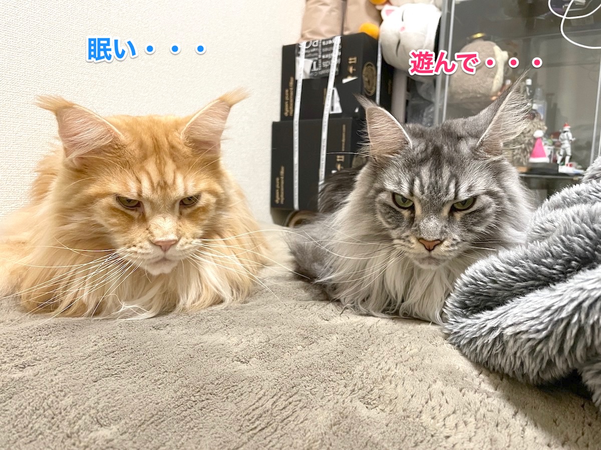 f:id:chikojirou:20201220211851j:plain
