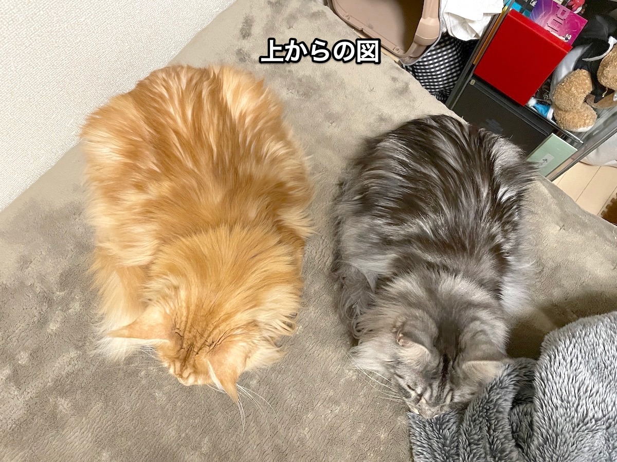 f:id:chikojirou:20201220211856j:plain