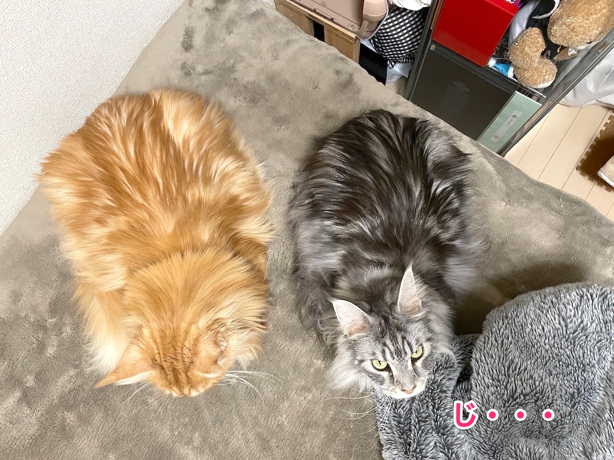 f:id:chikojirou:20201220211900j:plain