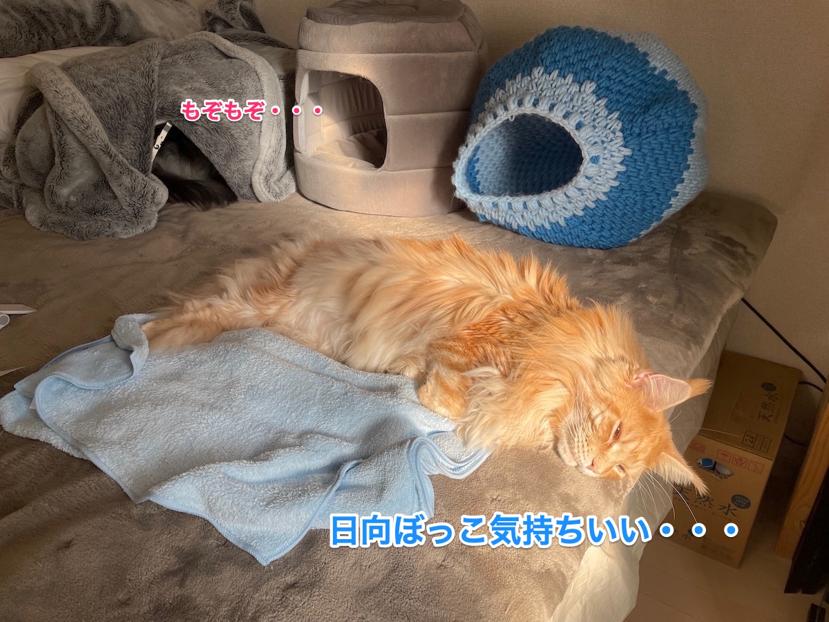 f:id:chikojirou:20201220211903j:plain