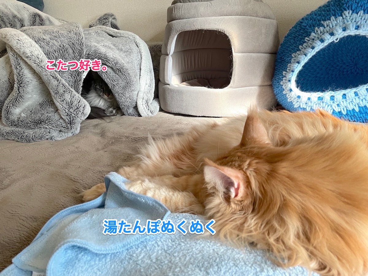 f:id:chikojirou:20201220211915j:plain