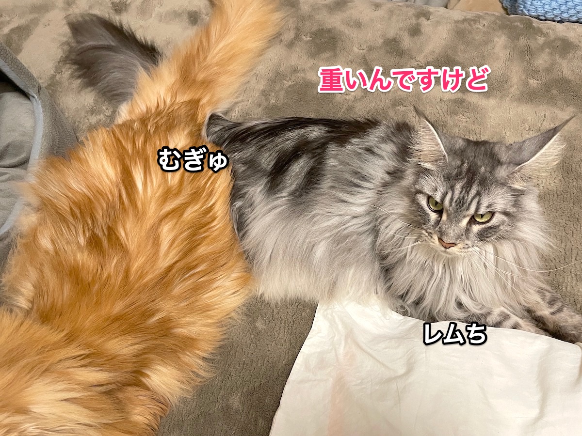 f:id:chikojirou:20201222202110j:plain