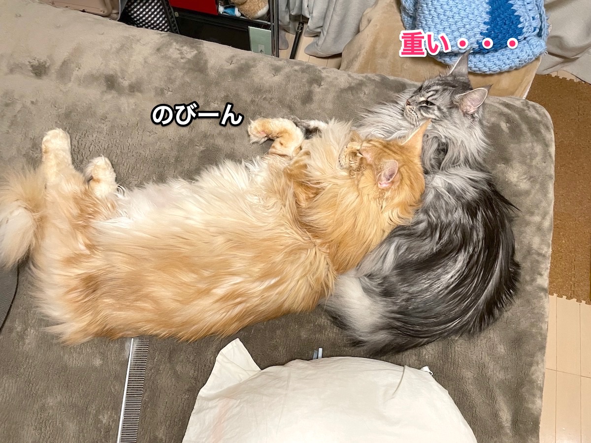 f:id:chikojirou:20201222202114j:plain