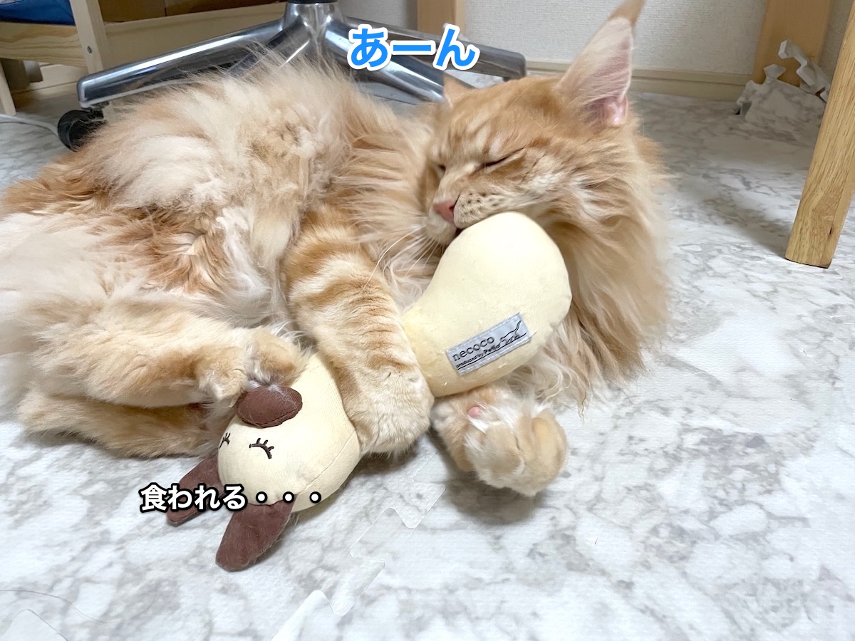 f:id:chikojirou:20201223210327j:plain