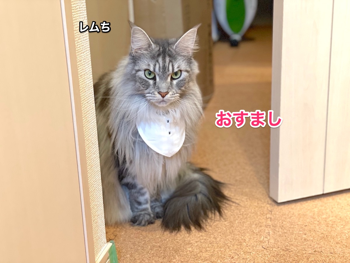 f:id:chikojirou:20201223210331j:plain