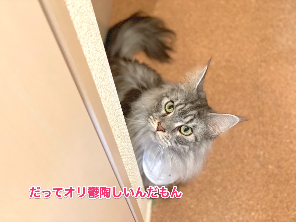 f:id:chikojirou:20201223210334j:plain