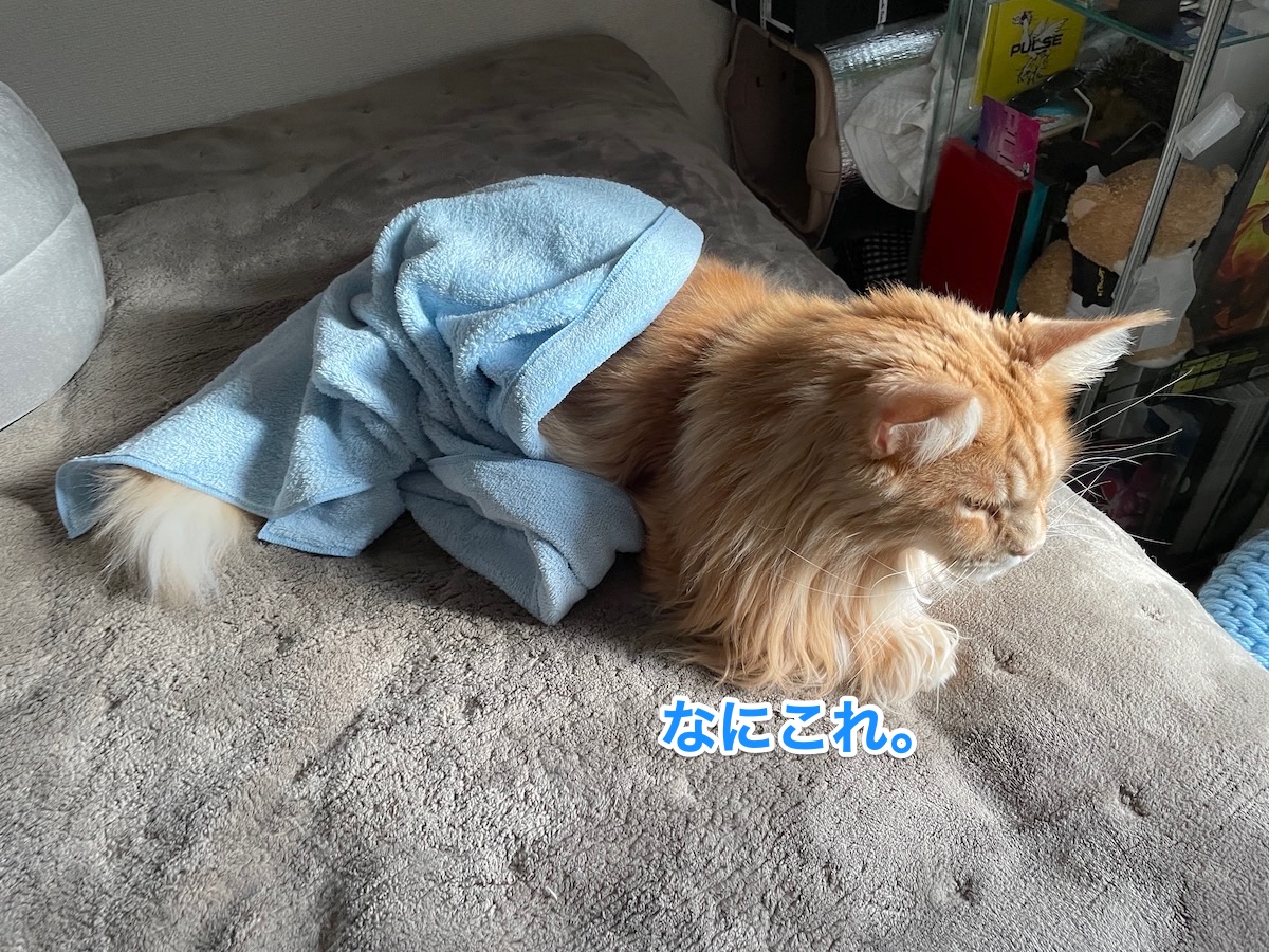 f:id:chikojirou:20201224211255j:plain