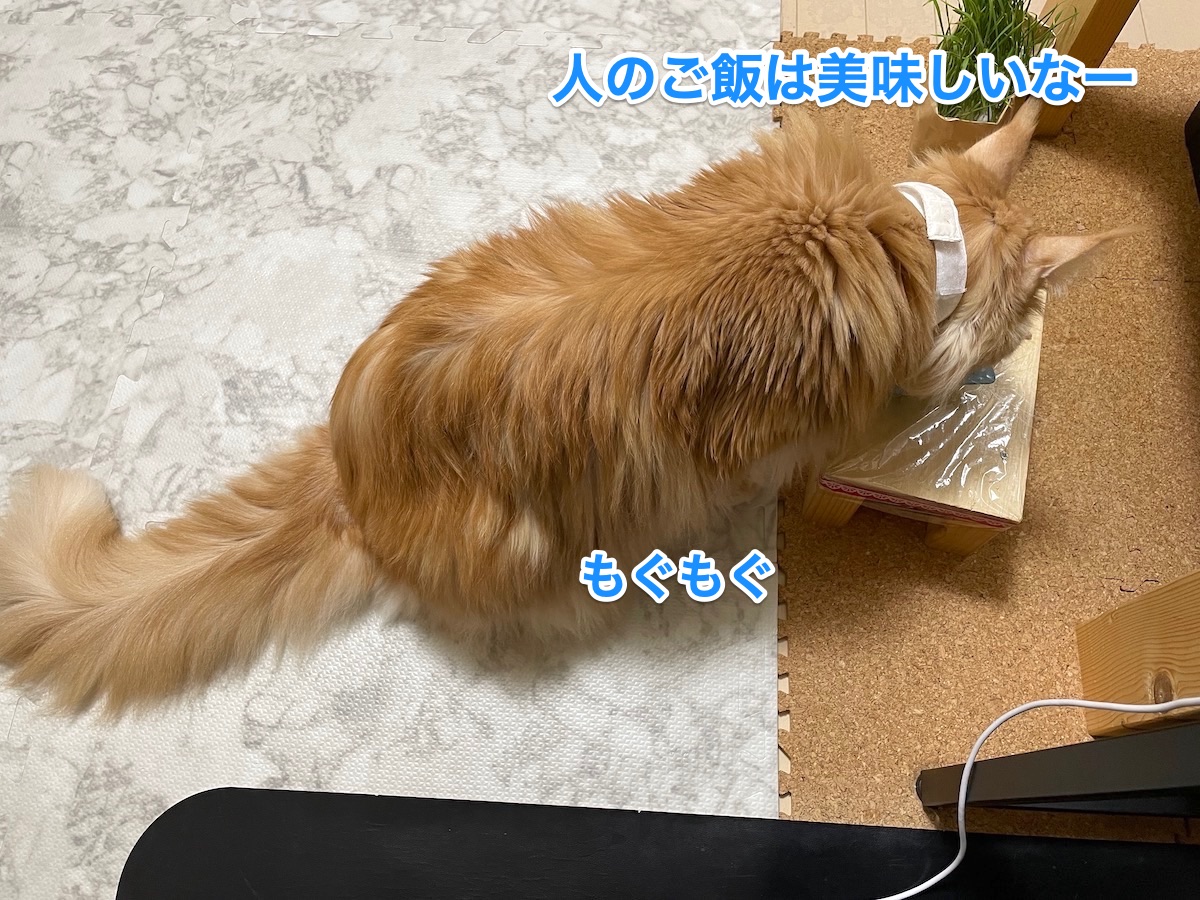 f:id:chikojirou:20201224211305j:plain