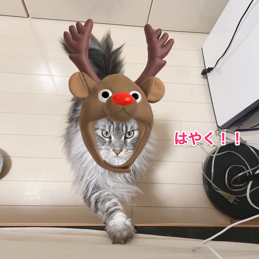 f:id:chikojirou:20201224211324j:plain