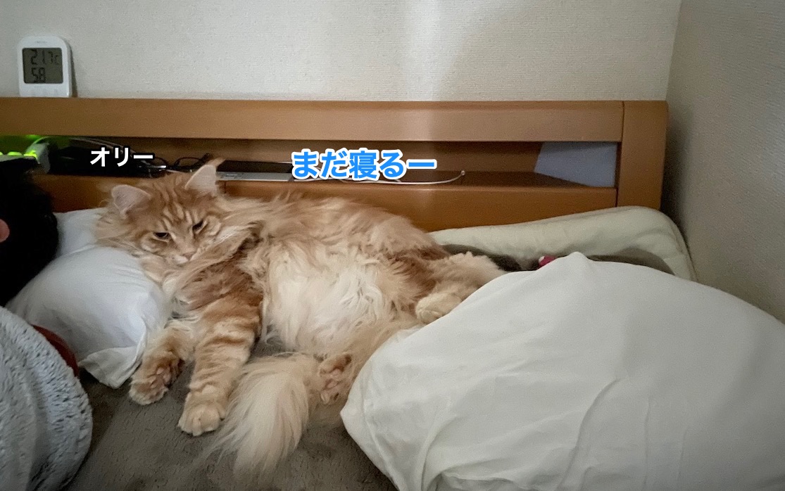 f:id:chikojirou:20201227215108j:plain