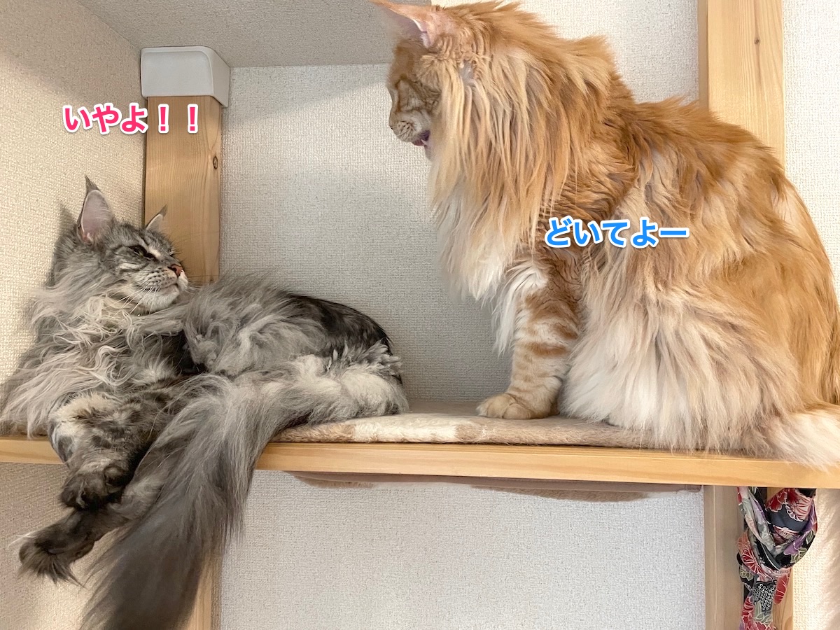f:id:chikojirou:20201227215117j:plain
