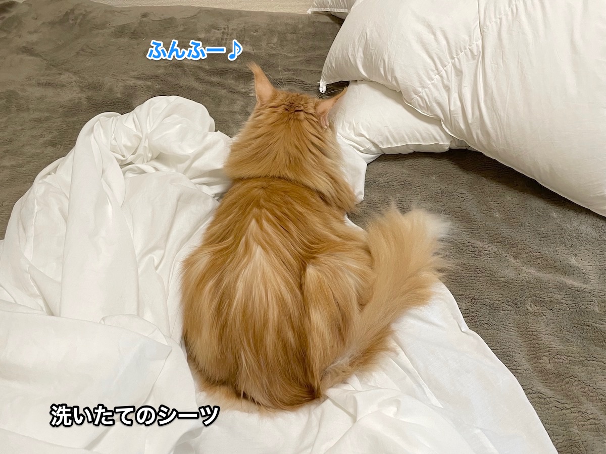 f:id:chikojirou:20201227215120j:plain